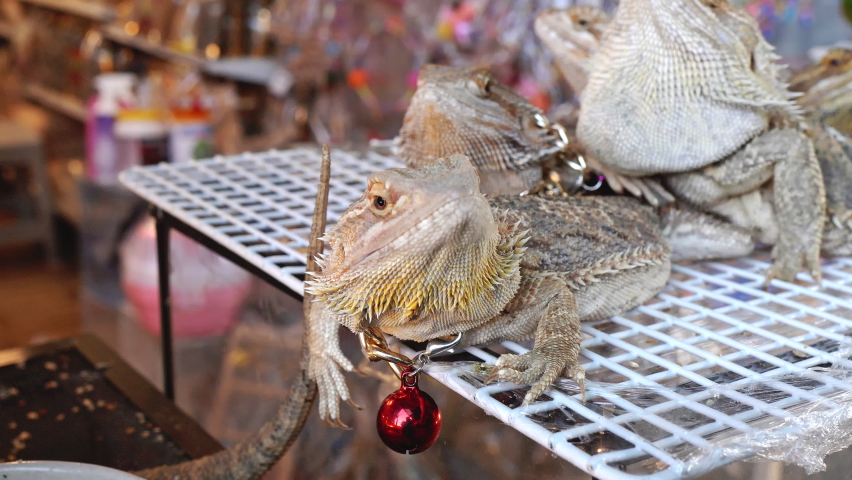 Pogona Bearded Dragon lizards sitting on the cage, for sale at Chatuchak animals pet market in Bangkok, Thailand. Close up 10bit 422 | Shutterstock HD Video #1097661059