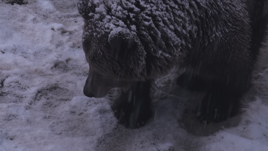 A female bear shows the tracks left in the snow, pro rez 422, denoise
