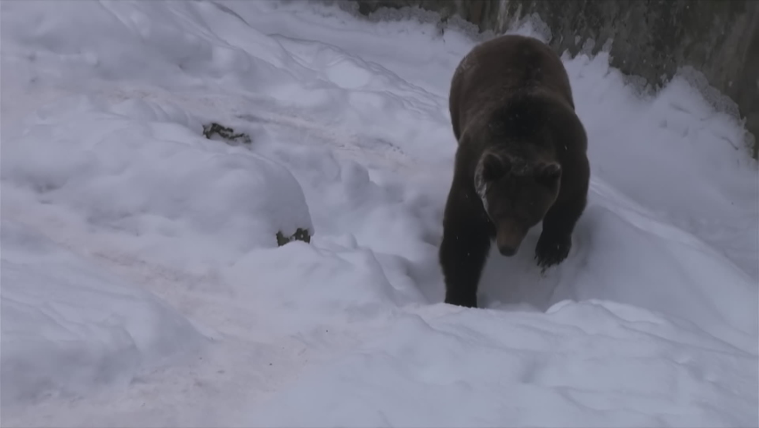 A Bear Makes A Sudden Turn Through Snow-Covered Meadows And Paths, Above Shot, Pro Rez 422, Reduce Noise Royalty-Free Stock Footage #1097664577
