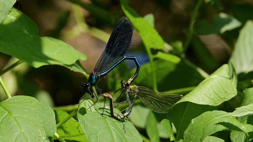 Dragonflies are mating making heart shape. Two Dragonflies Banded demoiselle (Calopteryx splendens) on a green leaf.