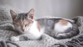 A cute fluffy tricolor domestic cat lies on a gray blanket in bed and sleeps. Beautiful and charming cat pets. 4K video.