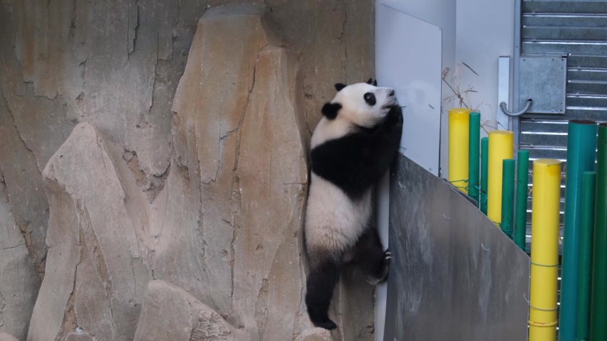 A footage in low light and noise effect of active panda try to climb the wall