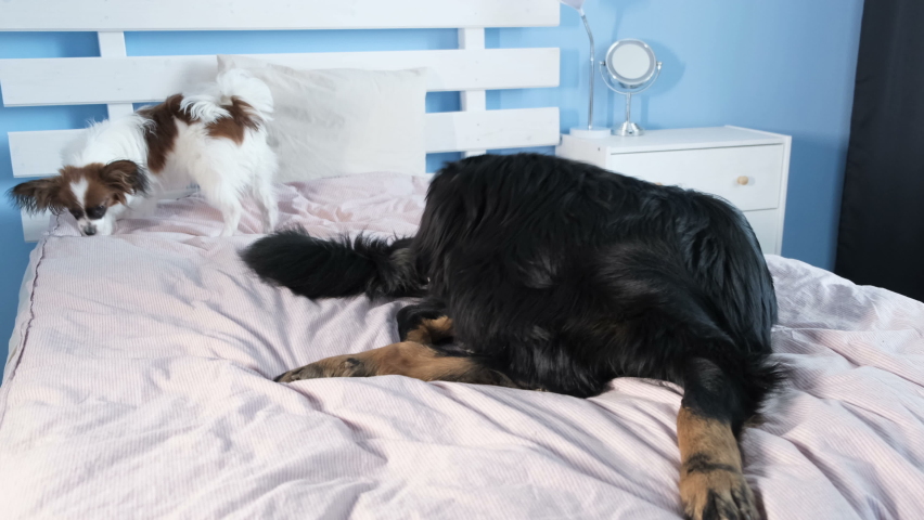 Pure breed Puppy Dogs junior Hovawart and puppy Papillon playing on bed. friendship pets in Petfiendly room concept.