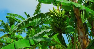 Green banana fruit growing on tropical palm tree at summer sunny day on blue sky background. Static footage.