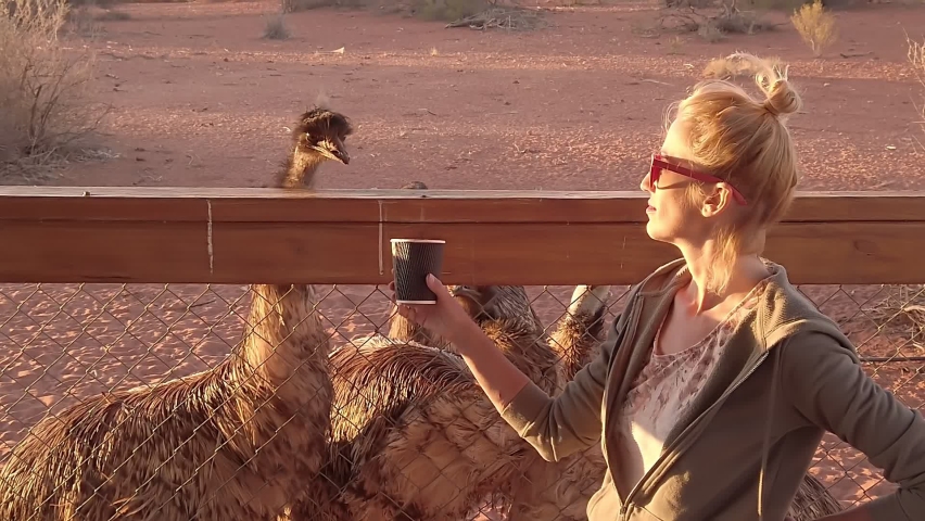 Woman with Emus at Sunset. Dromaius novaehollandiae species. Emu by Alice Springs, MacDonnell Ranges in Northern Territory of Australia. The largest native bird of the Australian outback. SLOW MOTION Royalty-Free Stock Footage #1097669921
