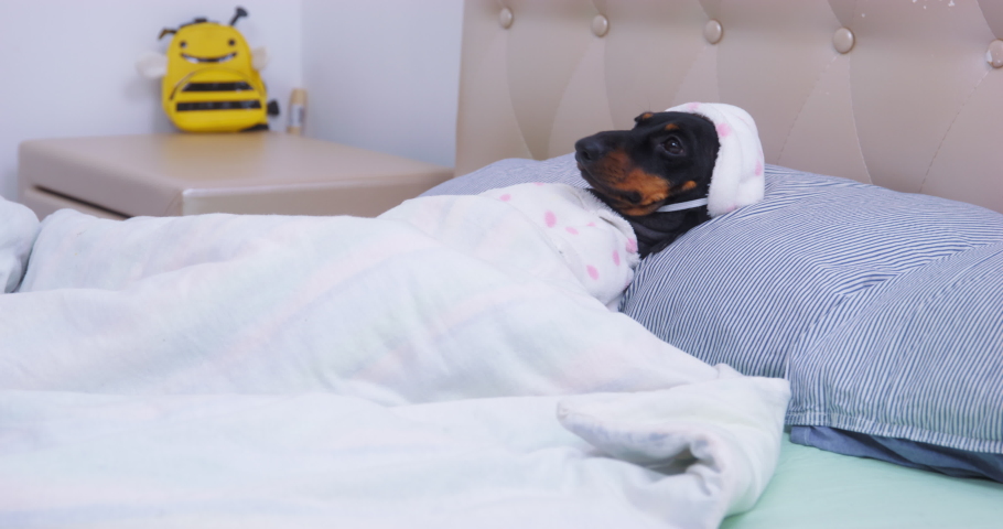 Impudent dog runs up and takes the blanket from a cute dachshund puppy in pajamas with a hat. Poor pet was going to sleep, but it was interrupted. Friendly prank or bullying. Royalty-Free Stock Footage #1097673411