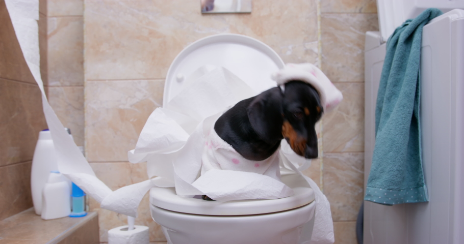 Lovely dachshund puppy in white pajamas and with funny cap on its head barks while sitting on the toilet, pet is wrapped in toilet paper, which is scattered around, front view. Royalty-Free Stock Footage #1097673439
