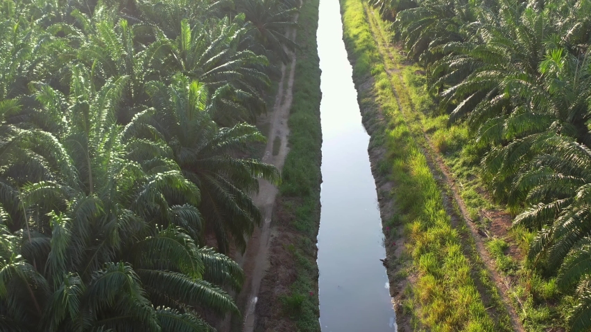 Aerial tilt up shot, water canal leading line capturing hectares of crude oil palm trees farmlands with bukit engku busu mountain view in the background, Seri Manjung, Malaysia, Southeast Asia. Royalty-Free Stock Footage #1097674507
