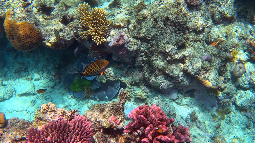 Underwater 4K HDR of the Great Barrier Reef in Queensland, Australia in December 2022