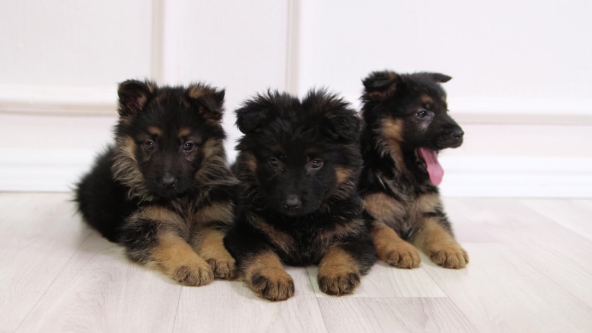 German Shepherd puppies lie on the floor and watch the toy, look around. Royalty-Free Stock Footage #1097676157