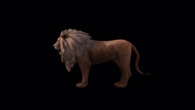 Lion Idle Side  View, Animation. 1920×1080 Pixel.Transparent Alpha video. Loop.