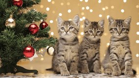 Three gray striped kittens are sitting in a row under confetti raining down from above next to a Christmas tree, against a background of shining lights - Powered by Shutterstock - Get 15% off with code: PIKWIZARD15