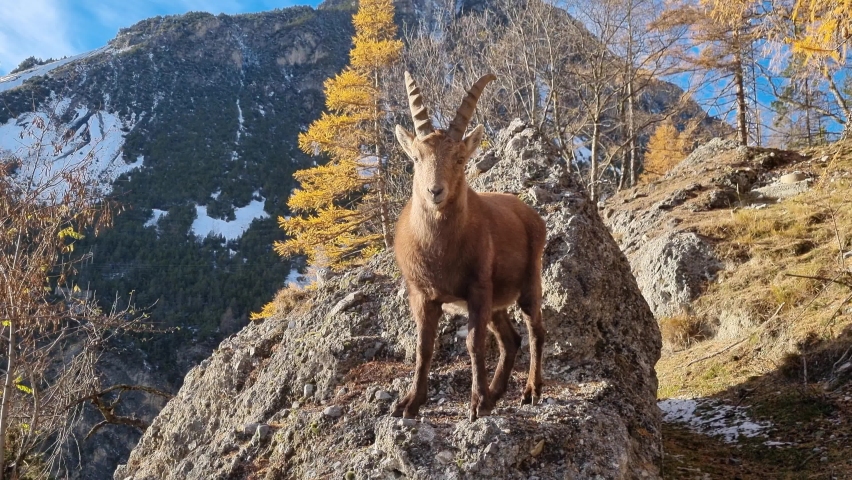 ibex in Stelvio National Park, Valtellina, Italy