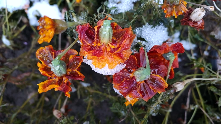 Blooming brown flowers with petals covered with snow ice on winter day close-up. Flowers Chernobrivtsy and grass covered ice and snow. Winter, wintry, cold, ice, icy, frosty frozen. Natural background