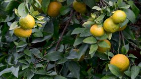 4K high resolution video of a close up orange tree with the gentle breeze during winter- Israel