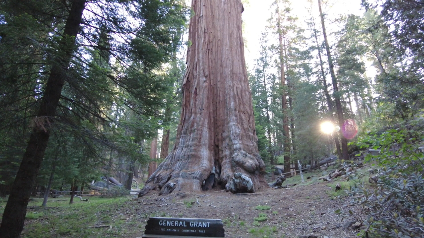 Looking Up to the Top of General Grant Tree in Kings Canyon National Park