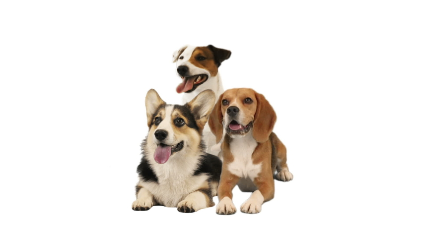 Group of dogs on white background Royalty-Free Stock Footage #1097694709