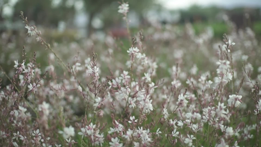 flowers and two peple in the background
