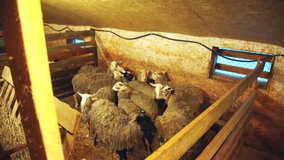 sheep on a farm indoors