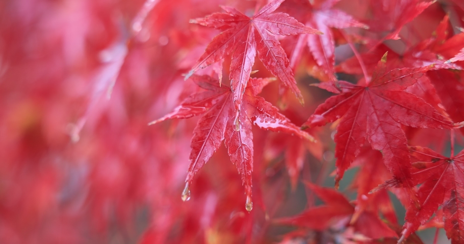 Colorful autumn leaves with water drops on a rainy day at Kitano Tenmangu Shrine in Kyoto, Japan. Royalty-Free Stock Footage #1097718885