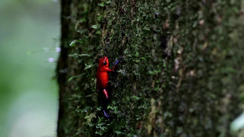 Strawberry Poison-dart Frog climb down mossy tree trunk backwards in lowland rainforest Royalty-Free Stock Footage #1097719735