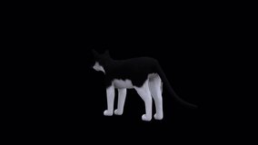 Black and White Cat Eat Back Side View,Animation.Full HD 1920×1080. 10 Second Long.Transparent Alpha Video. LOOP.