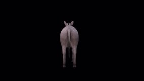 Donkey Idle View From Back .Full HD 1920×1080.13 Second Long.Transparent Alpha video.LOOP.