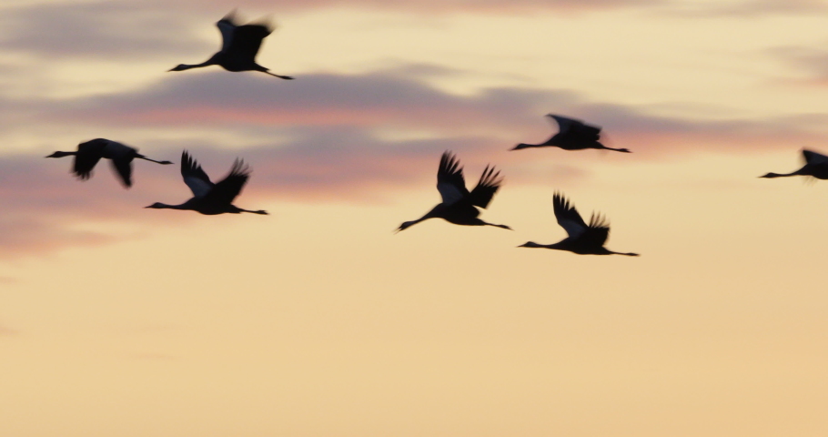 Flock of common cranes in the Camargue, France