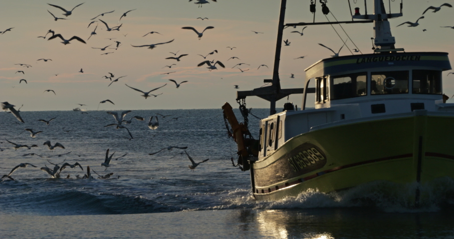 Sea gulls fishing at sunset, Mediterranean sea, France Royalty-Free Stock Footage #1097724321