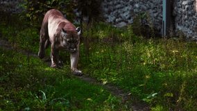 Beautiful Canadian Puma in forest. American cougar - mountain lion. Wild cat walks in the forest, scene in the woods. Wildlife America. Slow motion video