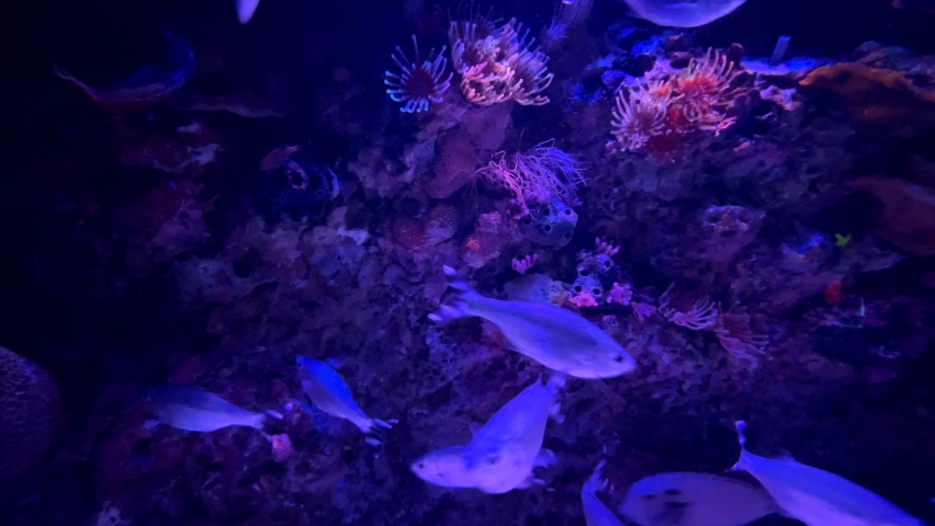 Blue Fish Aquarium with Coral Reefs Royalty-Free Stock Footage #1097730703