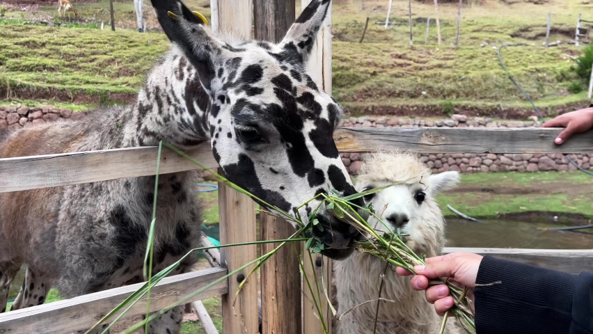 A young woman feeds a handful of grass to a tall Llama in peru.
