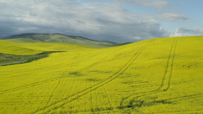 Perfect yellow canola field washington