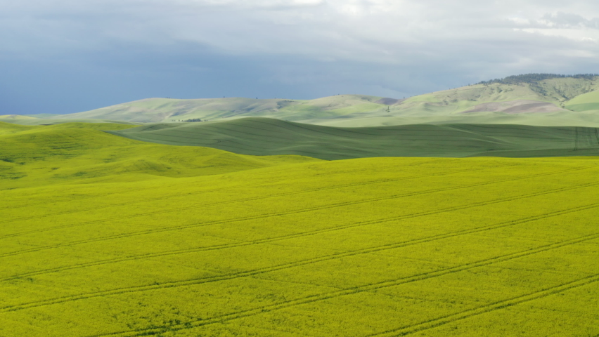 Vast yellow hills filled with canola flowers in Palouse, Eastern Washington Royalty-Free Stock Footage #1097739631