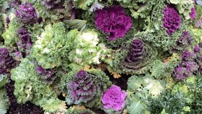 Video zooming into a large group of ornamental purple kale during November