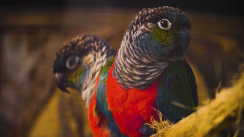 Close up of two parrots sitting on a branch and shacking