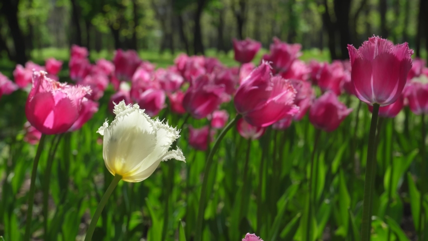A flower bed of violet tulips grows in the park. Bulb flower bud close up. Blooming spring flower in the botanical garden. Multicolored plants on the lawn. Floriculture on the field Royalty-Free Stock Footage #1097741925