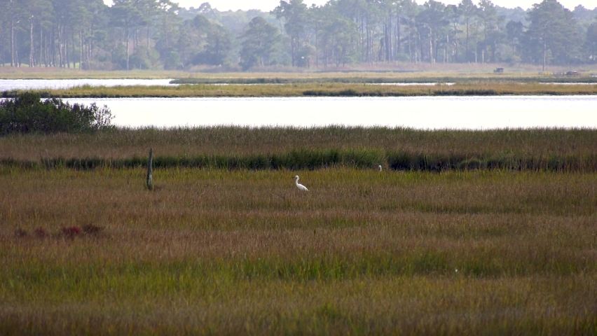 Snowy Egrets standing in a marsh