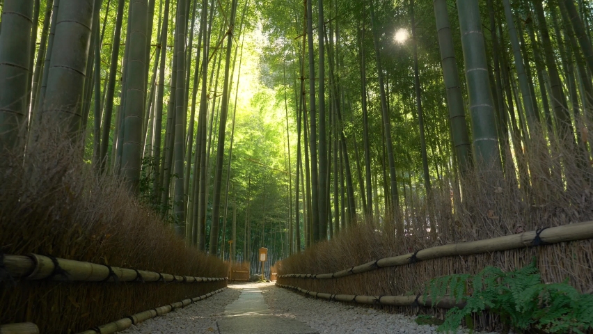 Path in famous bamboo forest in Kyoto, Japan, gimbal shot of a bamboo grove, tourism in Japan, tranquil bamboo forest landscape. High quality 4k footage
