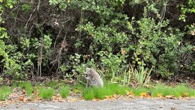 4K HD video of one grey cat sitting in clumps of grass near trees on outskirts of a farm. Stands up and walks out of frame to viewers right.