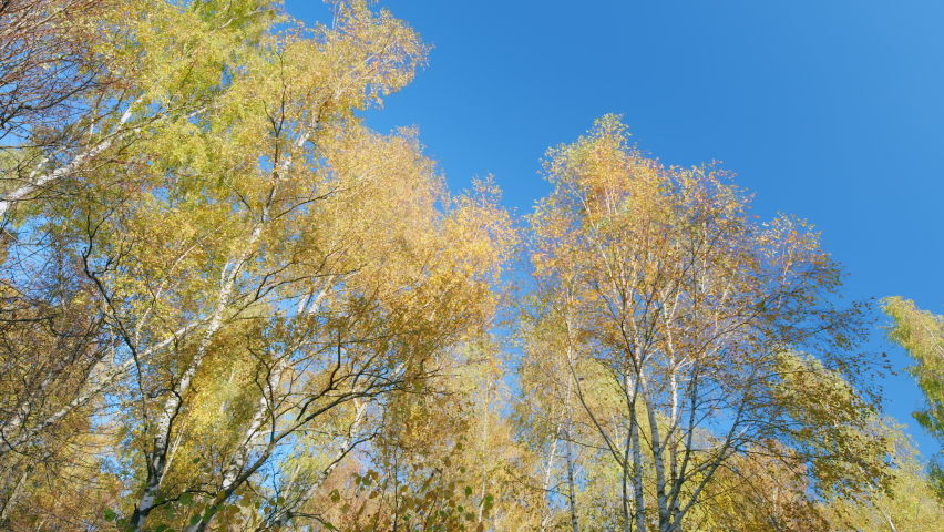 Autumn forest treetops background. eautiful nature autumn landscape. Golden leaves against bright blue sky. Low angle view.
