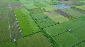 green rice fields in the countryside make the atmosphere comfortable and peaceful