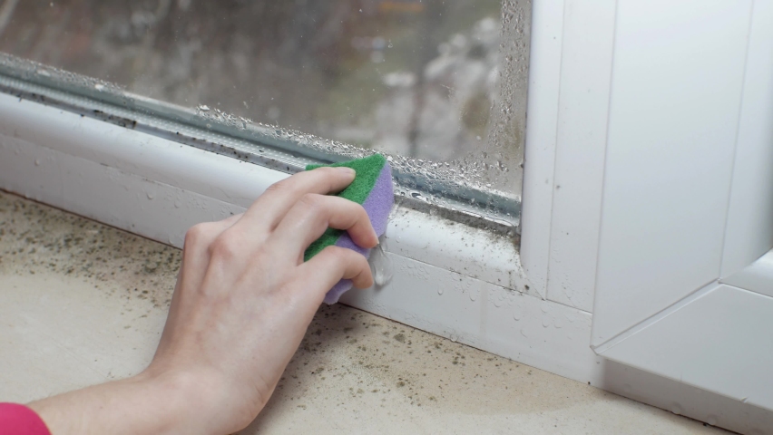 Woman is cleaning Black mold fungus growing on windowsill with sponge. Dampness problem concept. Condensation on the window. Royalty-Free Stock Footage #1097756411