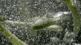 Background slow motion video of asparagus being cooked in boiling water. Close-up of organic fresh asparagus being prepared in the kitchen. High quality 4k footage