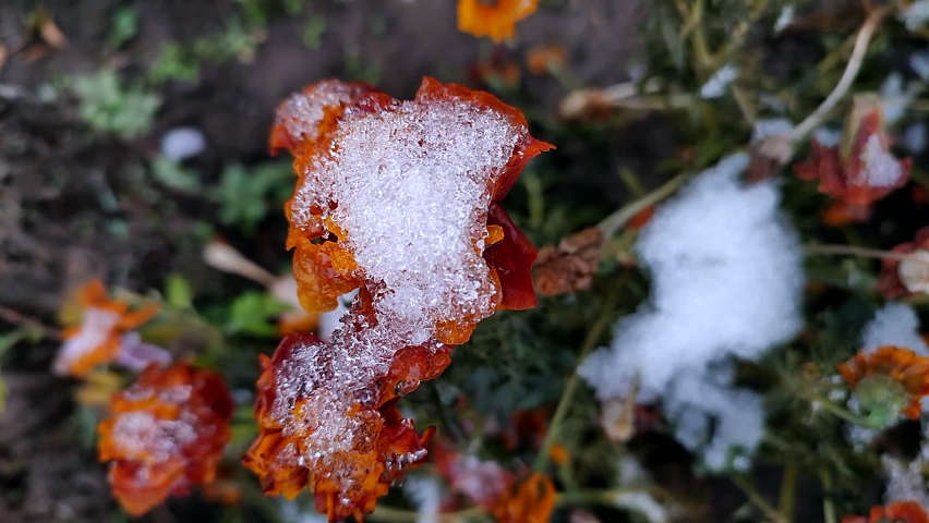 Blooming brown flowers with petals covered with snow ice on winter day close-up. Flowers Chernobrivtsy and grass covered ice and snow. Winter, wintry, cold, ice, icy, frosty frozen. Natural background