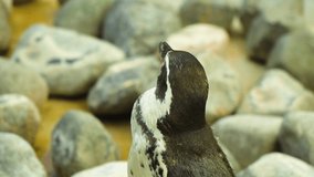 Penguin is looking around for his partner filmed from behind many different stones around him on a beach sunny day standing in a shade slow motion