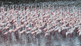 Static shot of a flamboyance of flamingos walking through water in Tanzania