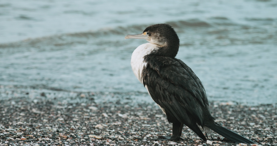 Pied Shag (Phalacrocorax Varius) On The Beach - closeup