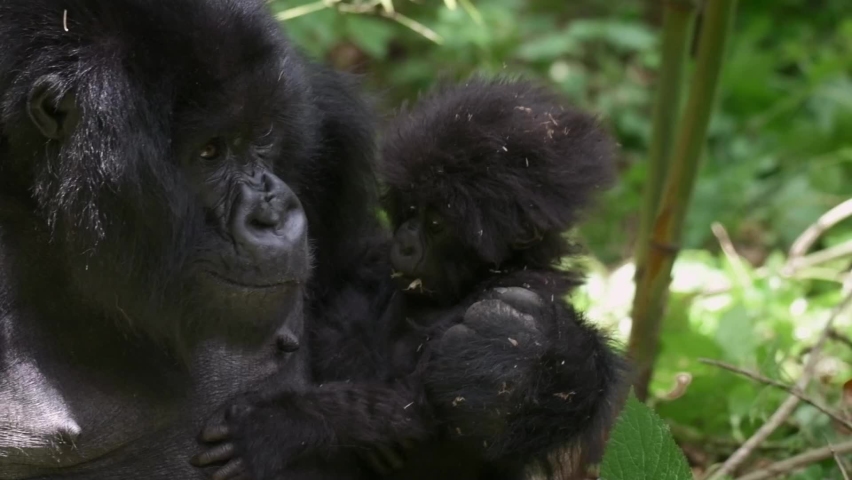 Slowmotion shot of a mother gorilla holdings its baby in the Rwandan rainforest