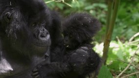 Slowmotion shot of a mother gorilla holdings its baby in the Rwandan rainforest - Powered by Shutterstock - Get 15% off with code: PIKWIZARD15